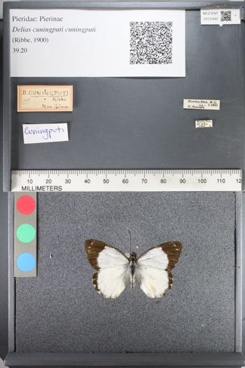 Media type: image;   Entomology 131647